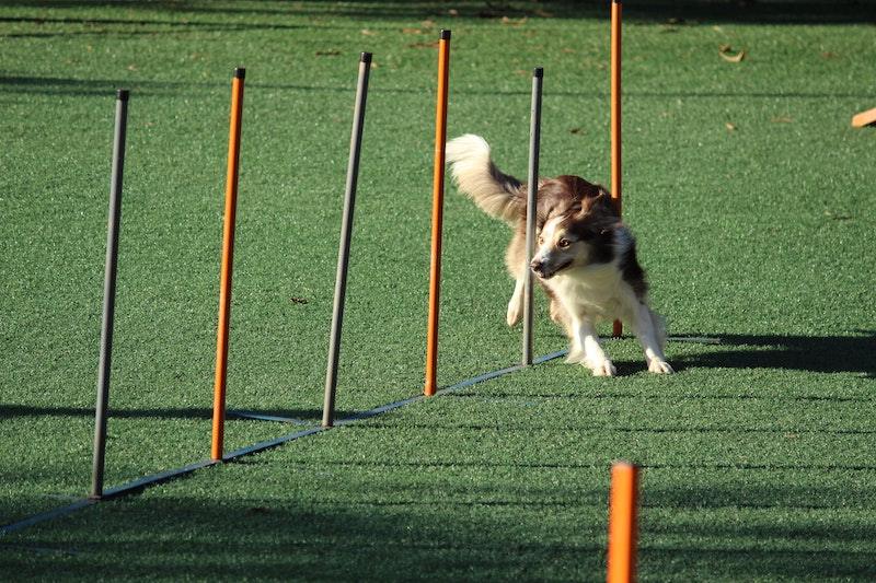 5 Key Tips to Train Your Dog