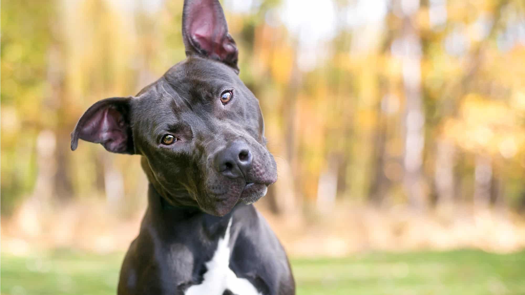 9 Dog Behaviors: Understanding Dog Behavior