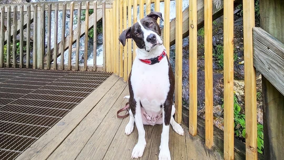Collagen For Dogs: 7 Reasons To Give Your Dog Collagen