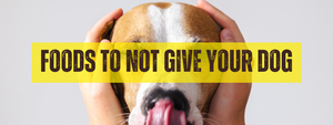 What Not to Feed Your Dog: Dangerous Foods to Avoid