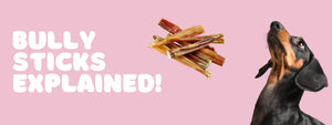 What Are Bully Sticks? Healthy Dog Chews Explained