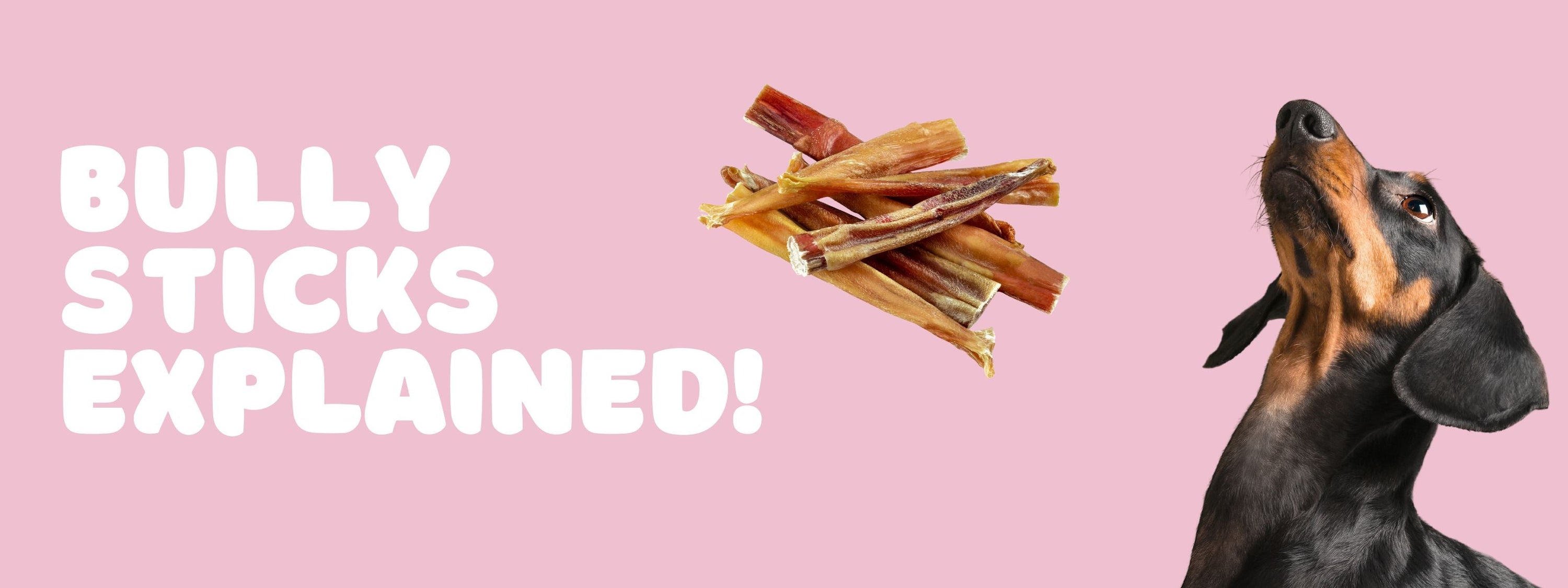 What Are Bully Sticks? Healthy Dog Chews Explained