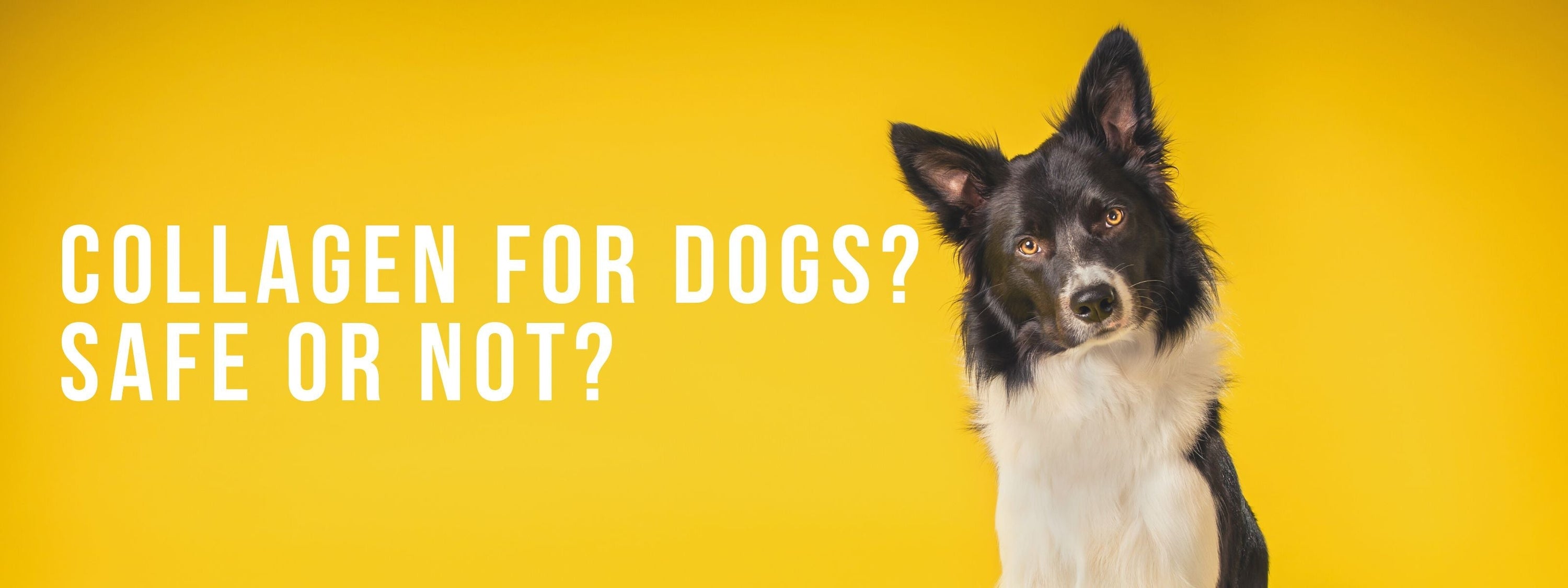 Collagen for Dogs: Benefits, Safety, and Why Your Dog Needs It