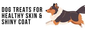 Dog Treats for Healthy Skin & Shiny Coat: What to Choose