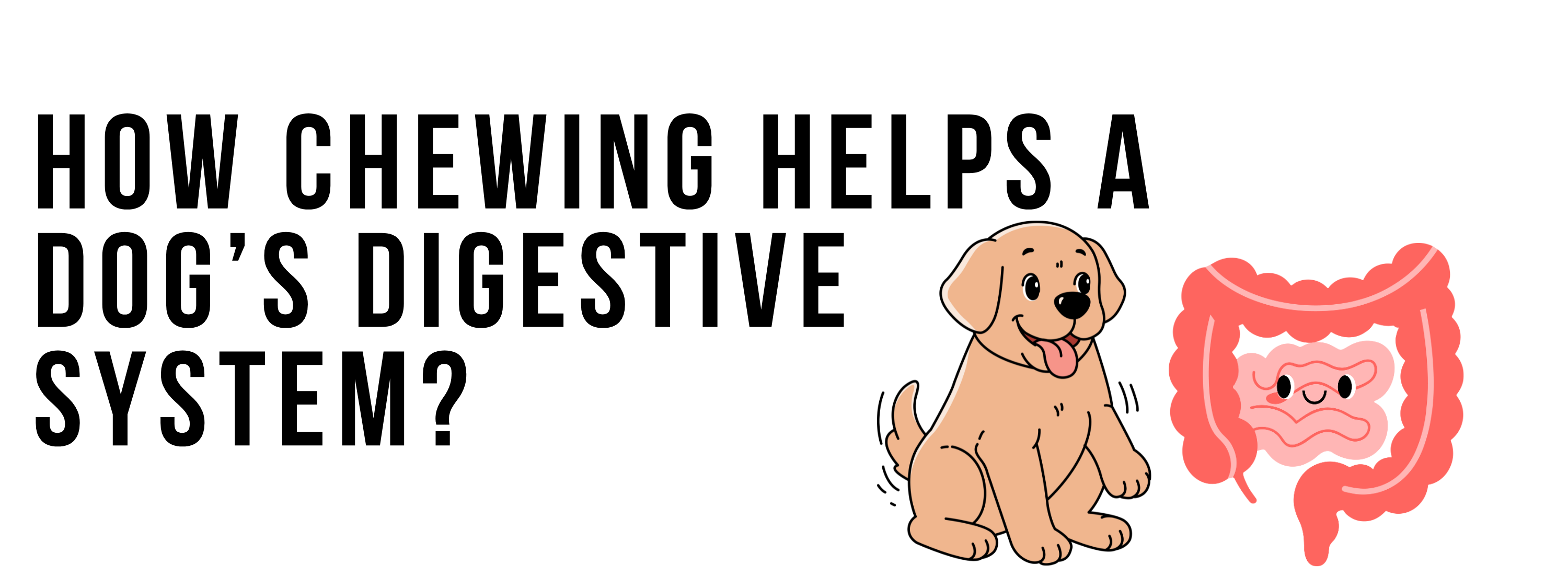 How Chewing Helps a Dog’s Digestive System?