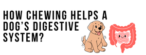 How Chewing Helps a Dog’s Digestive System?