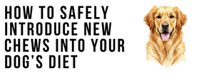 How to Safely Introduce New Chews into Your Dog’s Diet