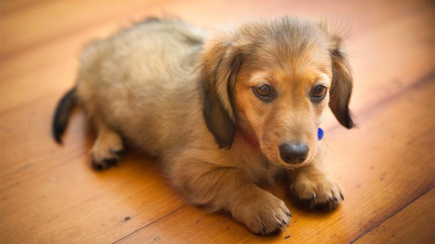 First Time Dog Owner Guide: How To Welcome A New Pet