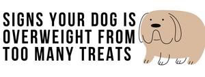 Signs Your Dog Is Overweight from Too Many Treats