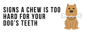 Signs a Chew is Too Hard for Your Dog’s Teeth