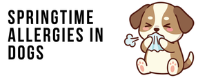 Springtime Allergies in Dogs: Treats That Won’t Trigger Reactions