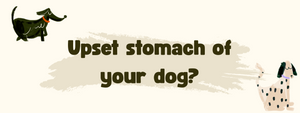 What Causes A Dog’s Stomach To Flip? Dog Stomach Flip Symptoms