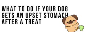 What to Do If Your Dog Gets an Upset Stomach After a Treat