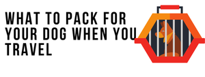 What to Pack for Your Dog When You Travel