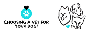 How to Choose the Best Veterinarian for Your Dog