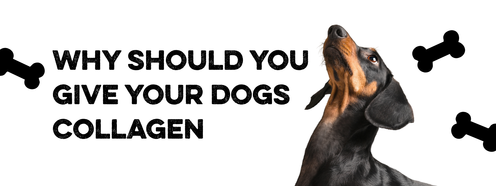 Collagen for Dogs: 7 Proven Benefits for Joint, Skin & Coat Health
