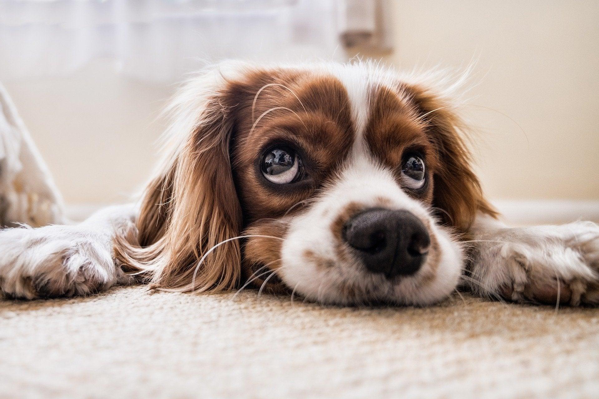What NOT To Feed Your Dog