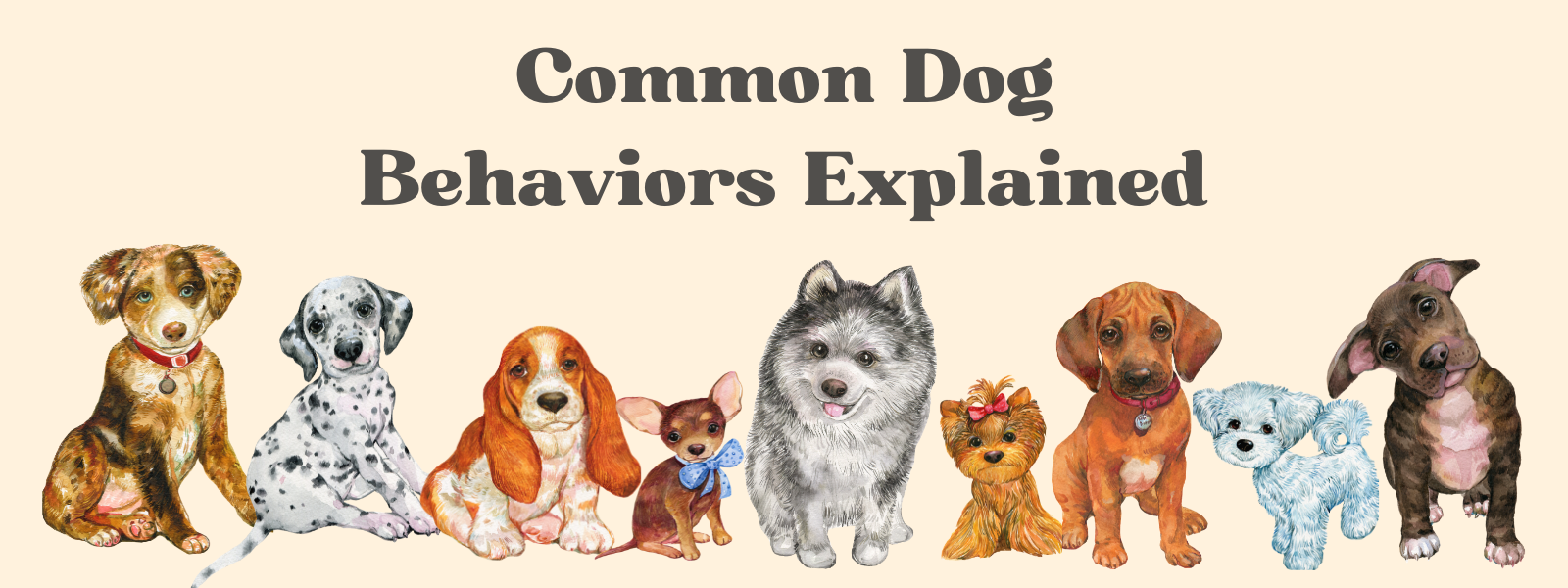 9 Common Dog Behaviors Explained: Understanding What They Mean