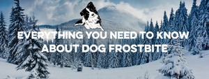 Dog Frostbite: Symptoms, Treatment, and Prevention Tips