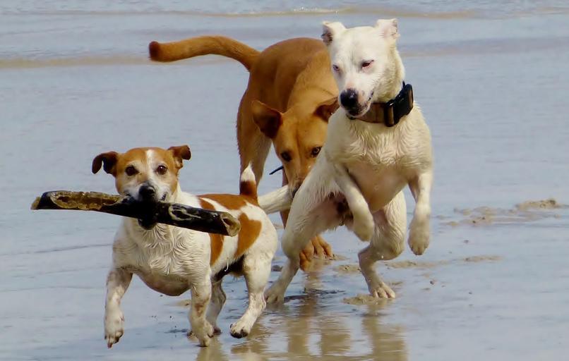 The Facts of Rawhide: How To Choose the Healthiest Chew For Your Dog