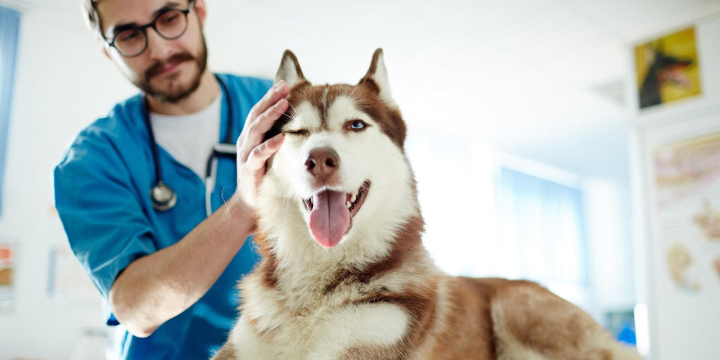 Choosing a Veterinarian for your Dog