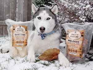 Are Pig Ears Safe for Puppies Under 6 Months?