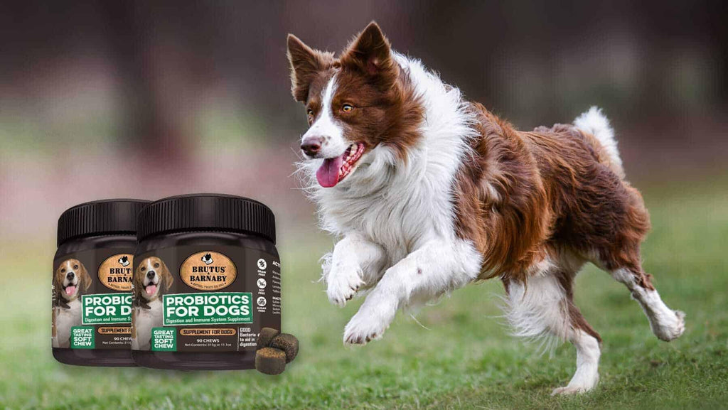 6 Reasons to Give Your Dog Probiotics