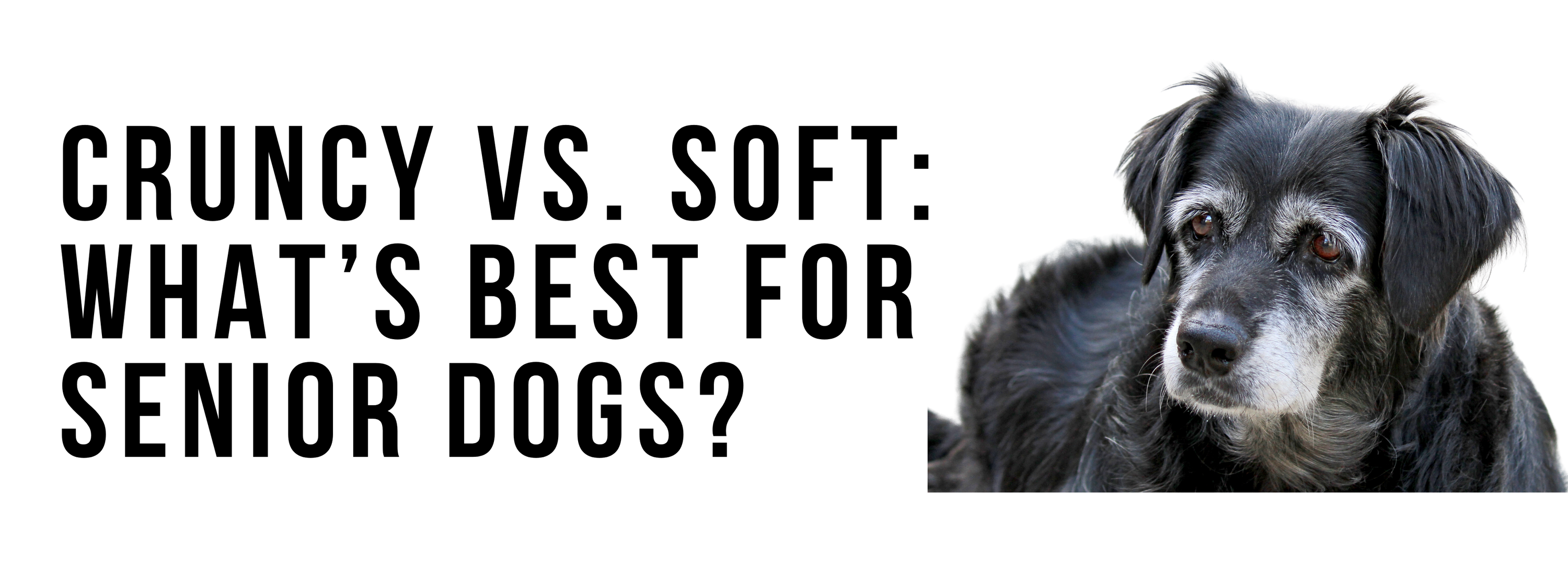 What Makes a Treat “Crunchy” vs “Soft”: What’s Best for Senior Dogs?