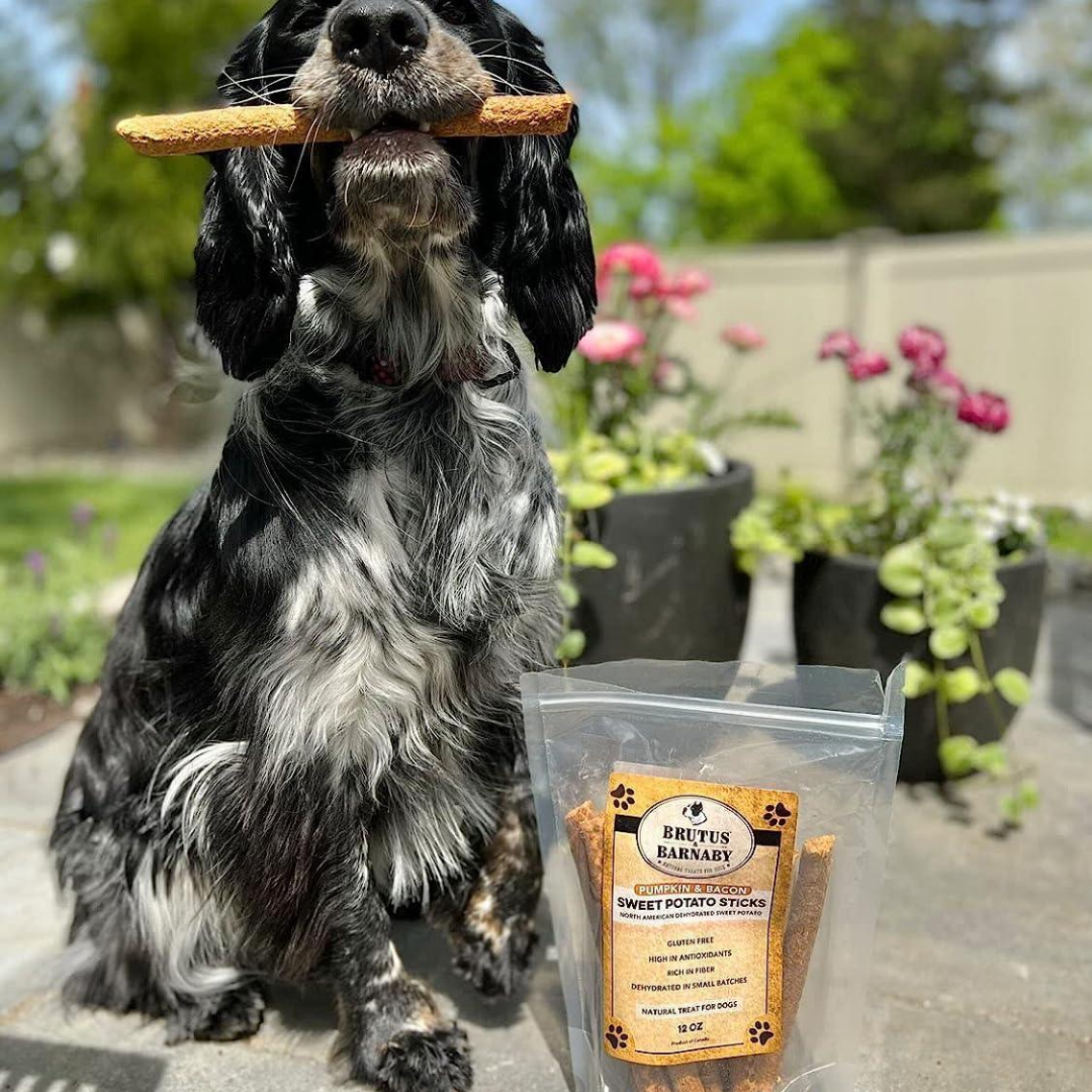 Black and white dog holding a sweet potato stick treat, with package of all-natural dog treats nearby