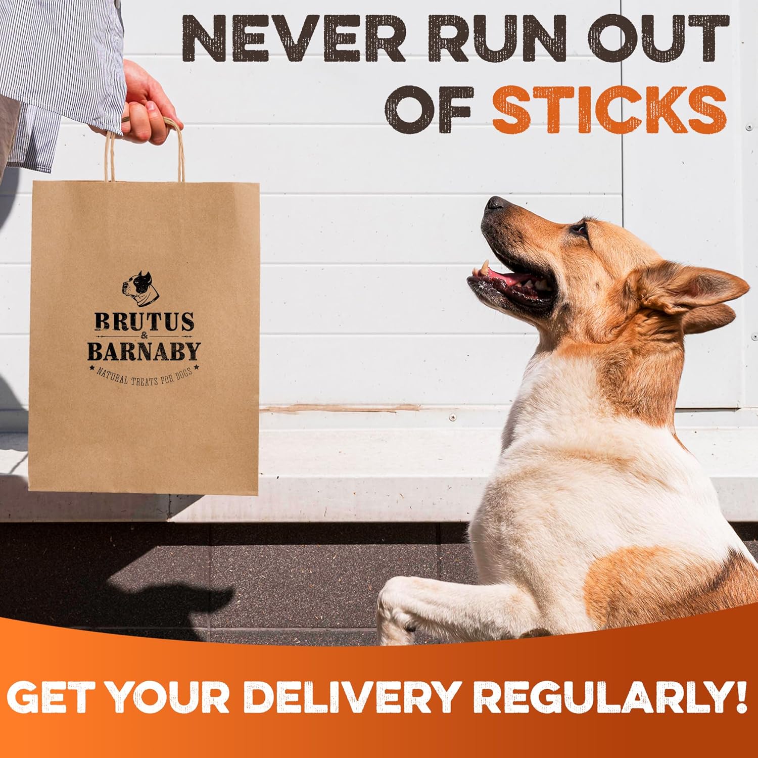 Dog waiting for Brutus & Barnaby skinny bully sticks delivery, natural dog chews on subscription
