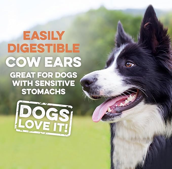 Happy black and white dog enjoying easily digestible cow ears, great for sensitive stomachs