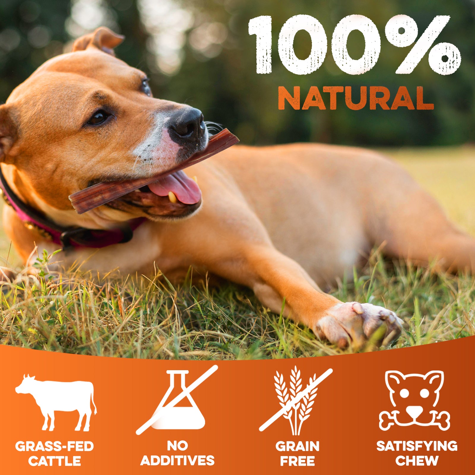 Happy dog chewing 100% natural bully stick treat, grass-fed cattle, no additives, grain free, satisfying chew