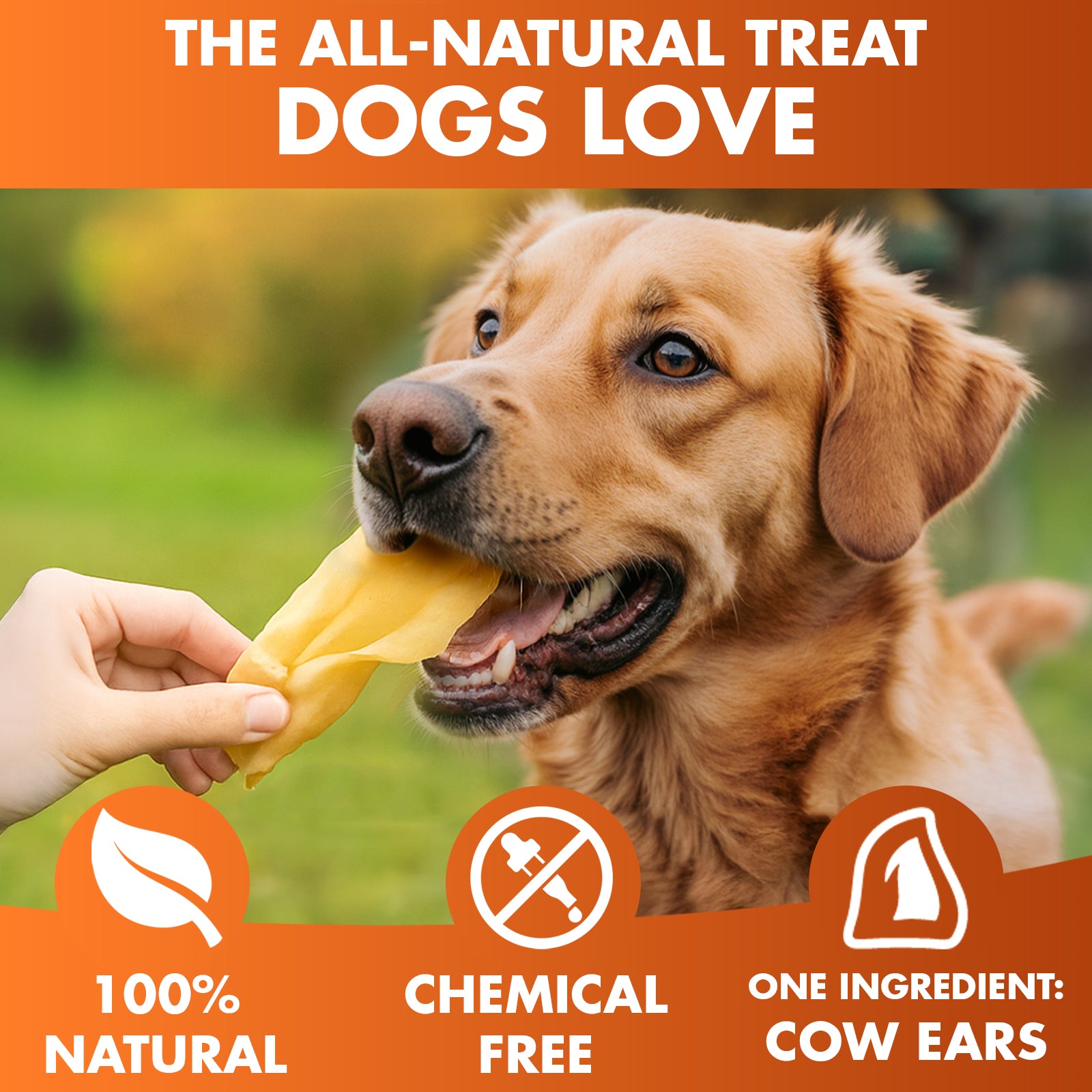 Happy dog enjoying all-natural cow ear treat, 100% chemical-free, single ingredient chew for dogs