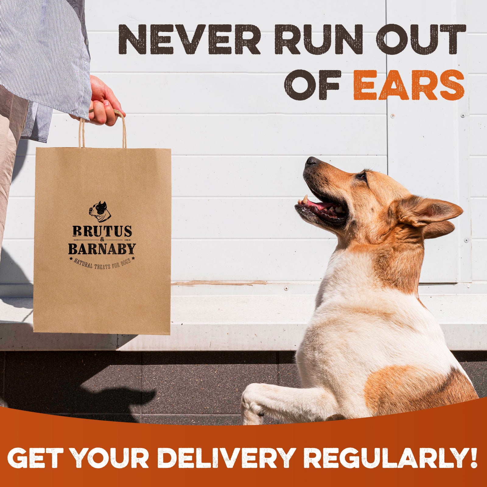 Happy dog looking at Brutus & Barnaby natural dog treats bag, never run out of ears, get delivery regularly