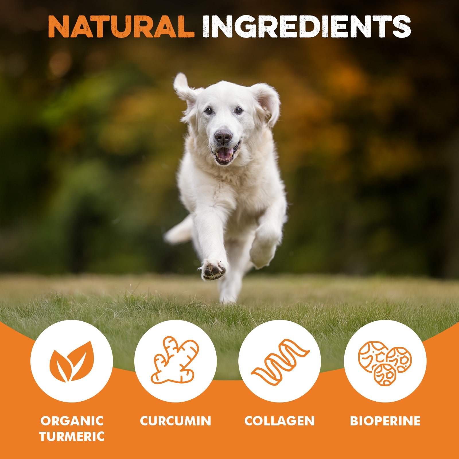 Happy dog running on grass with natural ingredients: organic turmeric, curcumin, collagen, bioperine for healthy treats