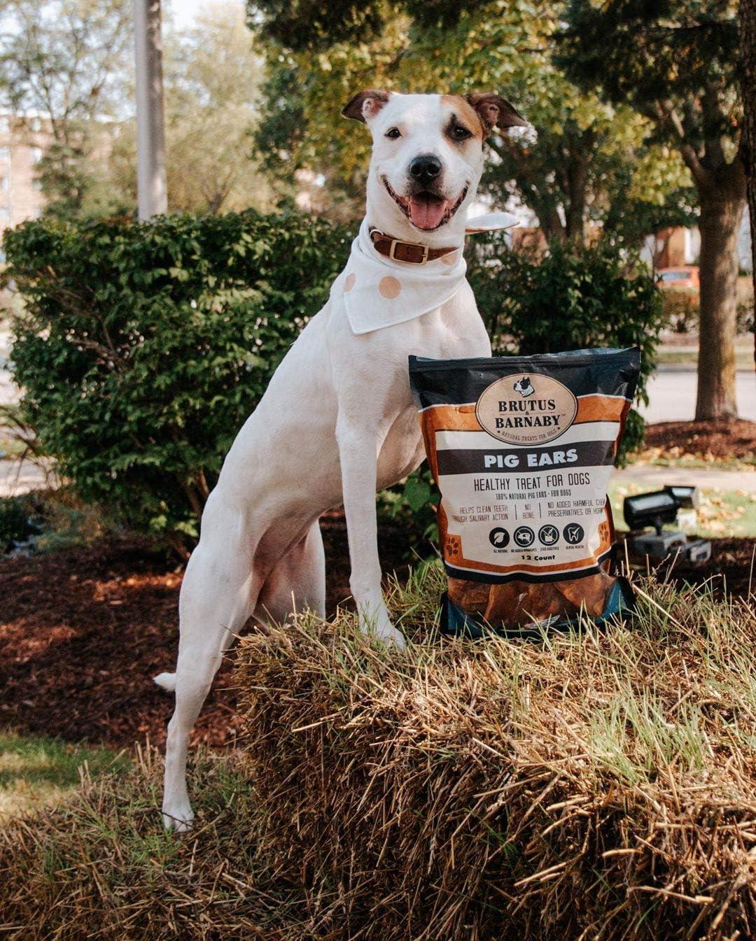 Happy dog with all-natural pig ear treats for dogs, made in USA, standing on hay bale outdoors