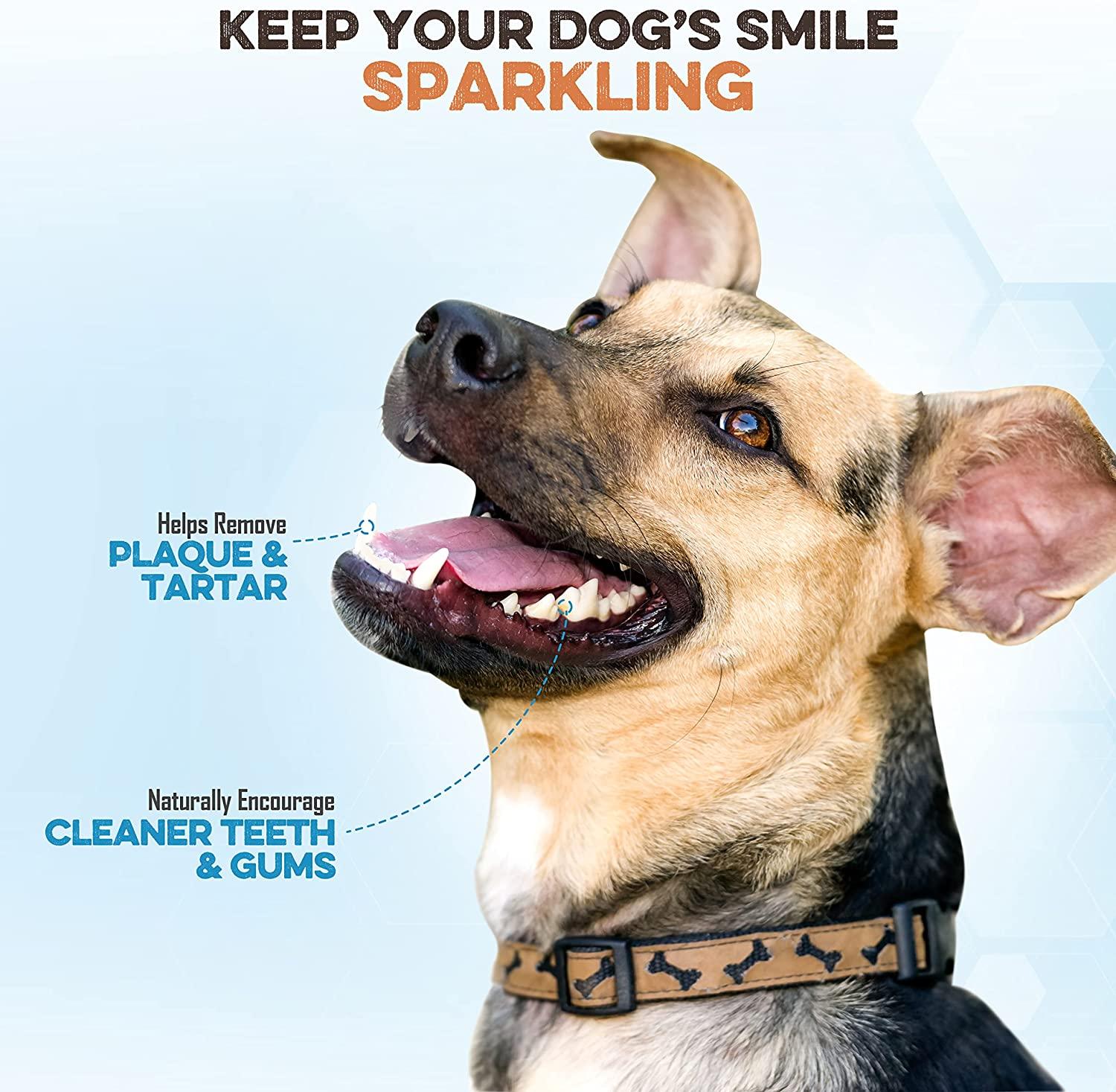 Happy dog with clean teeth and gums, promoting dental health for sparkling smile