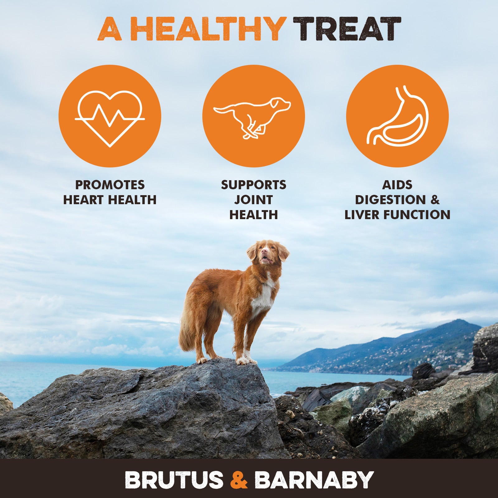 Healthy dog treat benefits: heart, joint & digestion support. Dog on rocky coast with ocean view.