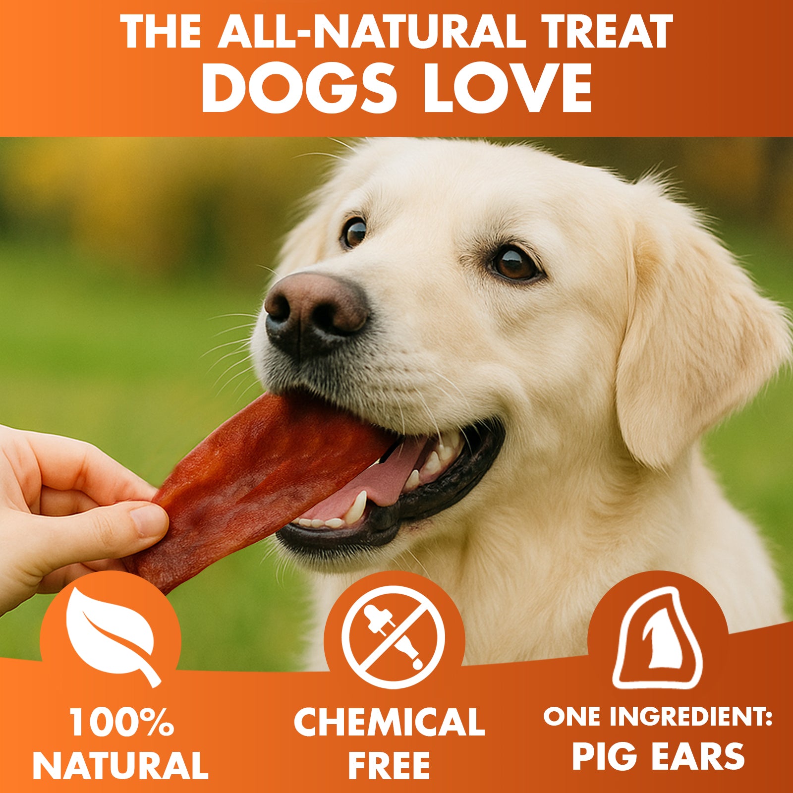Pig Ears for Dogs - Large, Whole and Natural