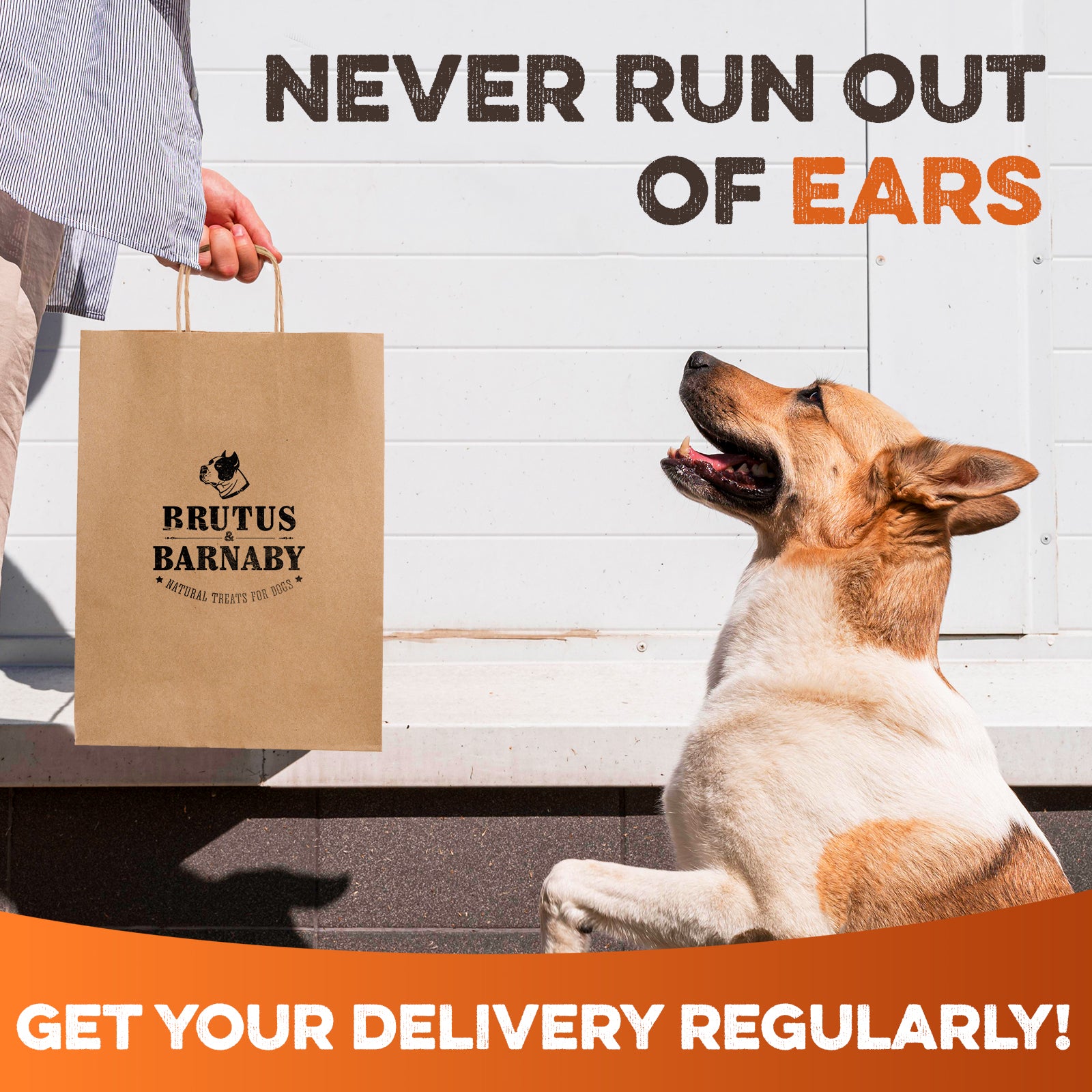 Pig Ears for Dogs - Large, Whole and Natural