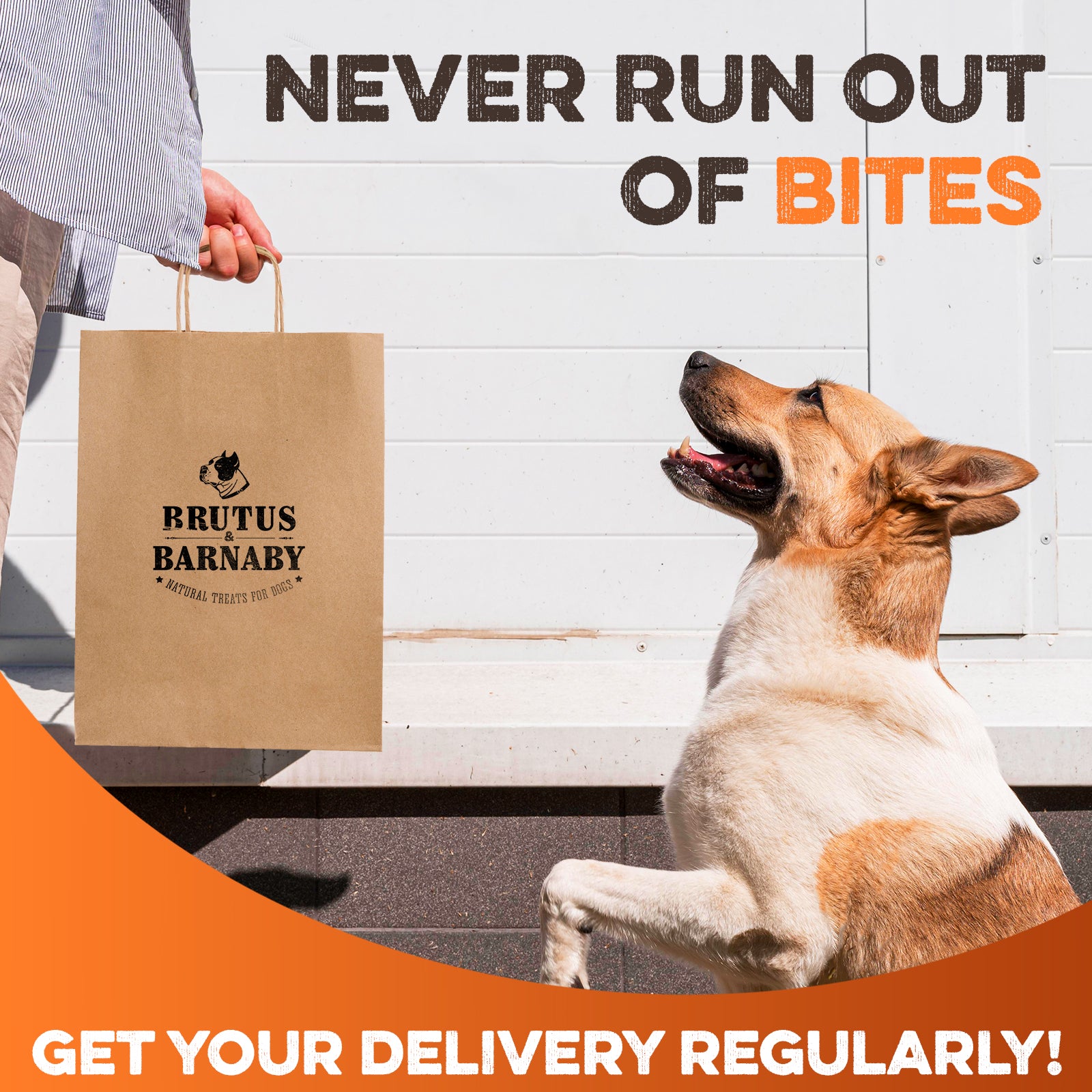 Happy dog looking at Brutus & Barnaby natural dog treats bag, never run out of bites