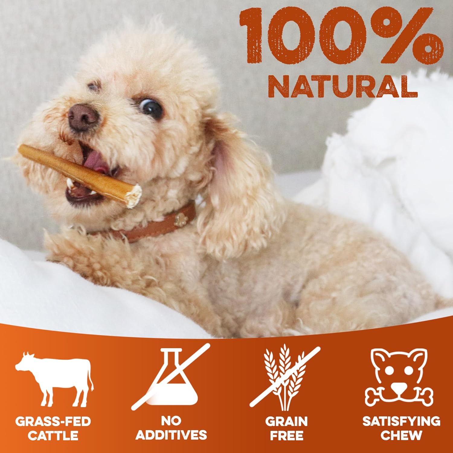 Small dog chewing a 6 inch skinny bully stick, 100% natural grass-fed cattle dog chew