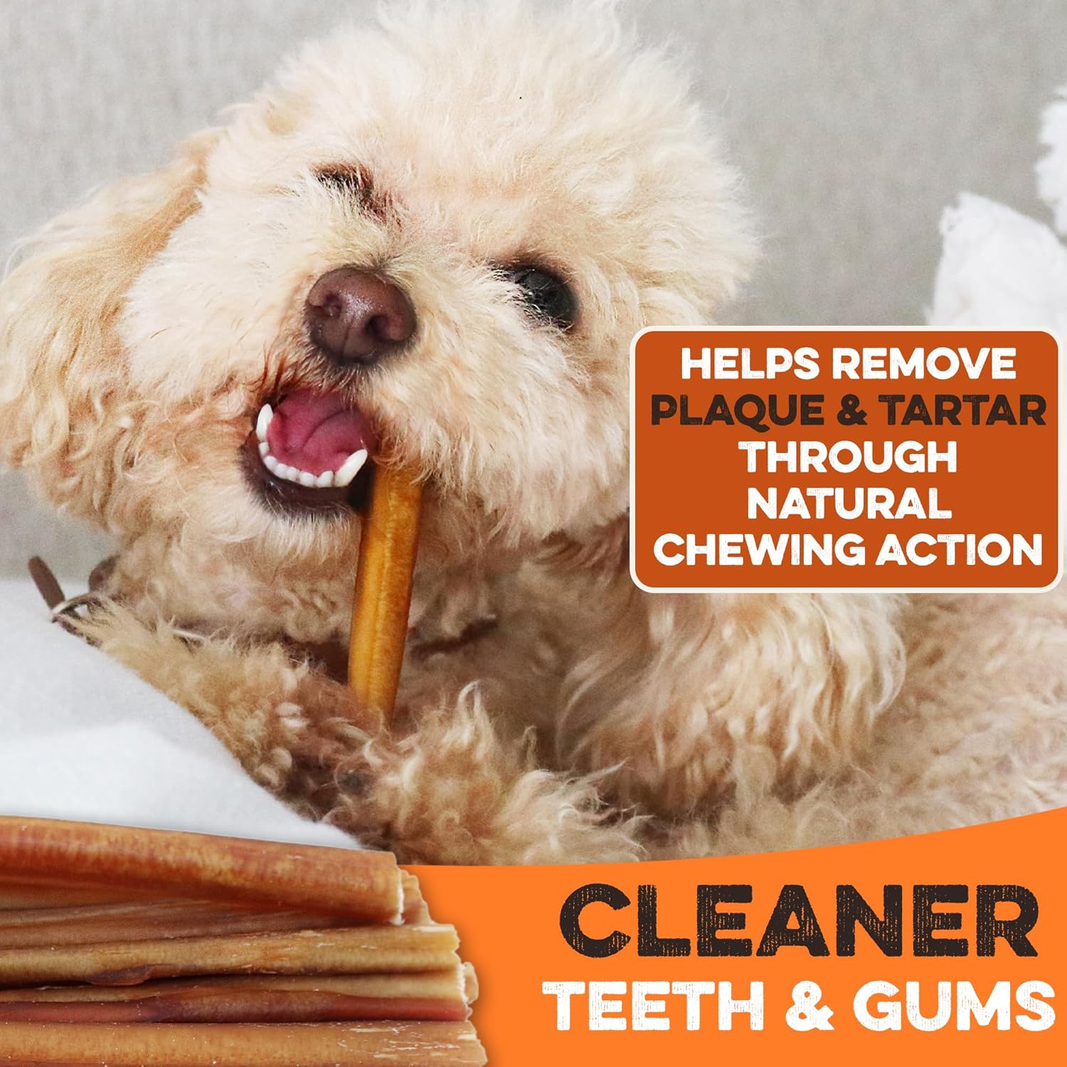 Small dog chewing a skinny bully stick, natural dog chew that helps clean teeth and gums