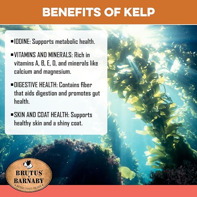 Underwater kelp forest highlighting benefits for dog health: iodine, vitamins, digestion, and coat shine