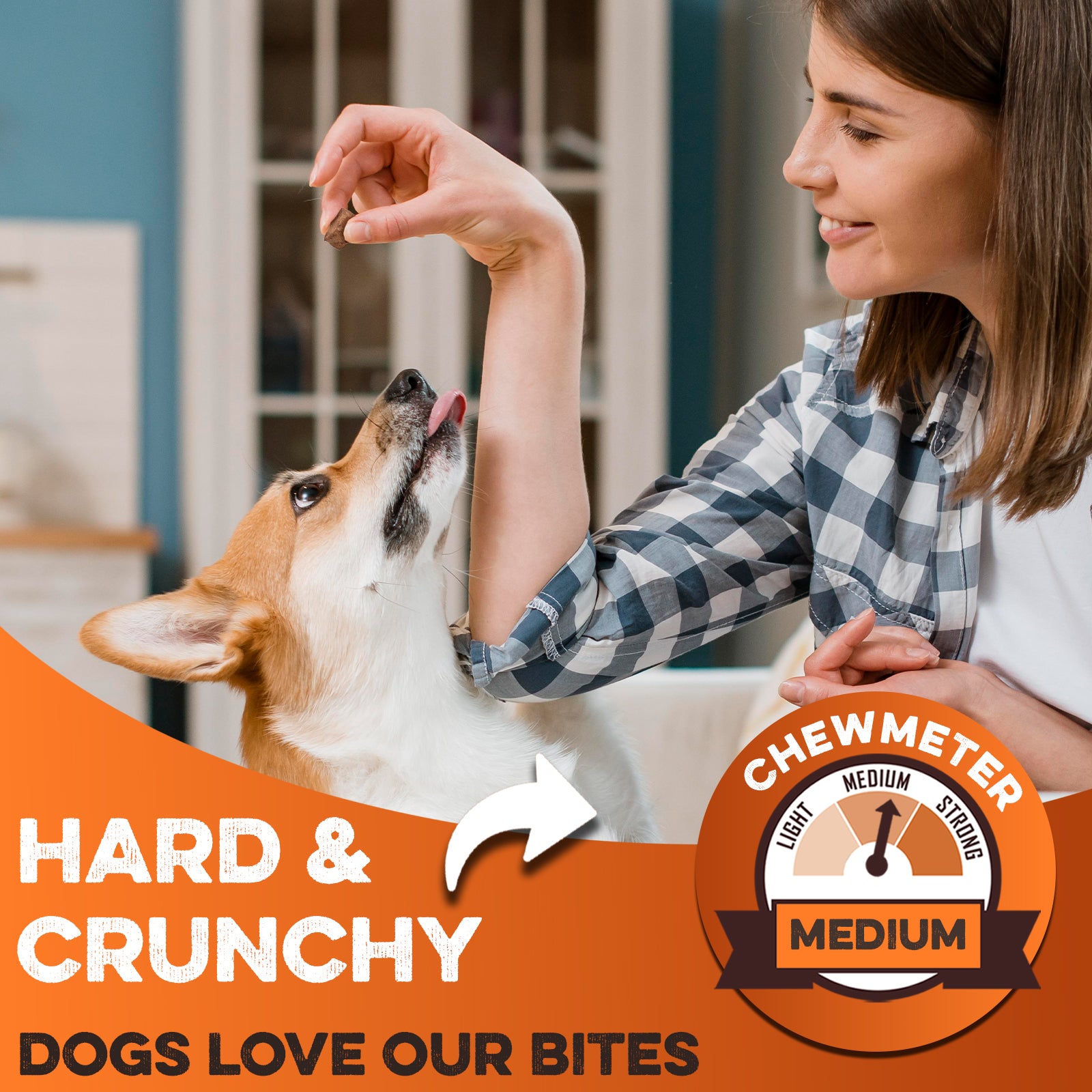 Woman offering hard crunchy dog treat to eager Corgi, medium chew strength for safe enjoyment