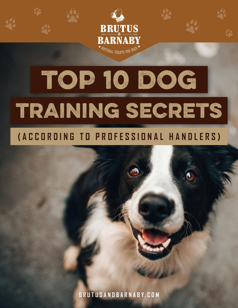 Top Ten Dog Training Secrets